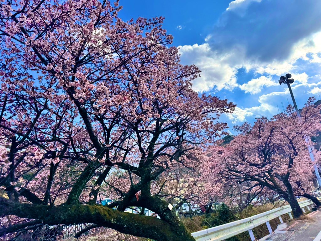 熱海の桜